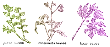  mulberry leaves